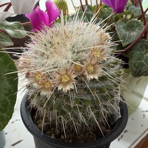 サボテン,ピコ,お花,白い花,トゲトゲの画像