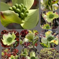 チューリップ,ツルニチニチソウ,ハナミズキ,傍に来てくれました。♡,↘これ…手♡の画像