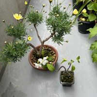 盆栽,観葉植物,鉢花,花のある暮らし,おうち園芸の画像