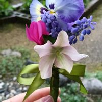 シクラメン,ムスカリ,ムスカリ,パンジ－,クリスマスローズ   シングルの画像