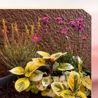 アマリリス,シラン,ポインセチア,スウェーデンアイビー,ブラキカム チェリッシュの画像