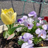 チューリップ,チューリップ,チューリップ,ムスカリ,ムスカリの画像