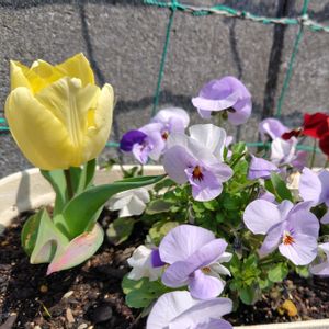 チューリップ,チューリップ,チューリップ,ムスカリ,ムスカリの画像