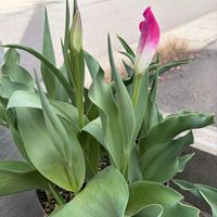 チューリップ,ネモフィラ,パンジー　ドラキュラ,パンジー ローブドゥアントワネット,ローブ・ドゥ・アントワネットの画像