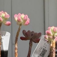 ツルニチニチソウ,乙女心,キュンキュン乙女倶楽部,GS映え,植欲増進中の画像