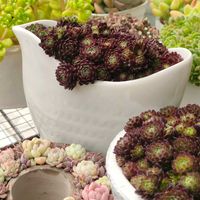 アトミー,アトミー,多肉植物,多肉大好き,タニパトの画像