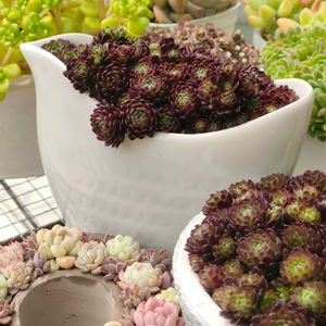 アトミー,アトミー,多肉植物,多肉大好き,タニパトの画像