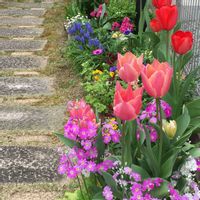 サクラソウ,サクラソウ,チューリップ,チューリップ,プリムラ マラコイデスの画像