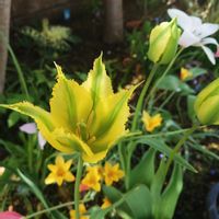 スノーフレーク,スノーフレーク,チューリップ,チューリップ,ガーデニングの画像