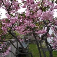 ハナカイドウの画像