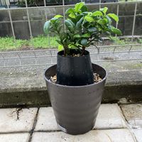 ガジュマル,観葉植物の画像