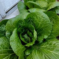 白菜,はくさい,プランター野菜,プランター植え,自家製野菜の画像