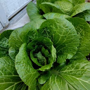 白菜,はくさい,プランター野菜,プランター植え,自家製野菜の画像