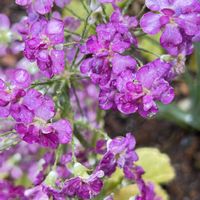 ヒアシンス,プリムラ マラコイデス,ソメイヨシノの蕾,セイヨウサクラソウ,ウメノハナの画像