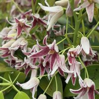 ムベ,ムベ(トキワアケビ),千葉県,蔓性植物,富山支部の画像
