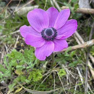 ムスカリ,アネモネ・ポルト,ナチュラルガーデン,春の庭の画像