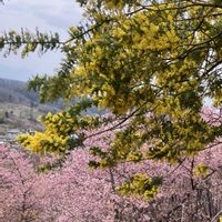 カタクリ,サクラ,スイセン,パンジー・ビオラ,ヒメリュウキンカの画像