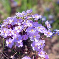 タツタソウ,タツタソウ,チオノドクサ,チオノドクサ,ユキワリソウの画像