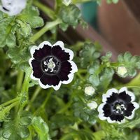 ネモフィラ,ガーデニング,つぼみ好き,ペニーブラック,ガーデンネックレス横浜2026コンテストの画像