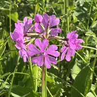 サクラソウ,野漆（ノウルシ）,山野草,植物観察の画像