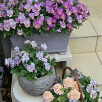 パンジー・ビオラ,花壇,ガーデニング,いまにわ,庭の画像