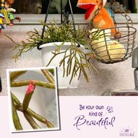 リプサリス,リプサリス クラバータ,多肉植物,タニラー,多肉女子の画像