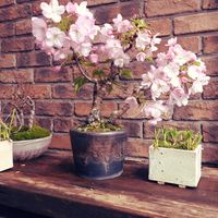 エントランス,玄関アプローチの画像