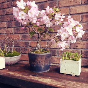 エントランス,玄関アプローチの画像