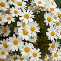 ノースポールの画像