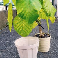 ウンベラータ,洋室,フィカス  ウンベラータの画像