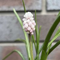 ムスカリ,エリゲロン,癒し,春のお花,仙台の画像