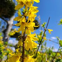 レンギョウ,キュンキュン乙女倶楽部,HTC,幸せの黄色いお花,レンギョウのお花の画像