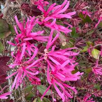 ベニバナトキワマンサクの画像