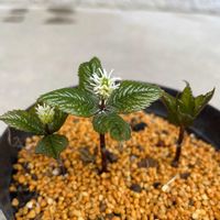 ヒトリシズカの画像