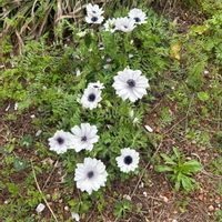 オステオスペルマムの画像