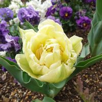 パンジー,八重咲きチューリップ,さび猫,さび猫,ポピー『アメージンググレイ』の画像