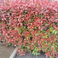 カナメモチ,レッドロビン,ベニカナメモチの画像