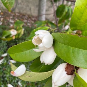 カラタネオガタマの画像