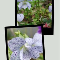 スミレ,ビオラフレックス,春がきたね〜♫,マイガーデン,毎年咲くの画像