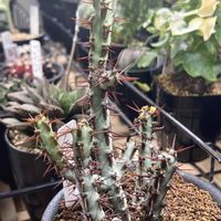 ユーフォルビア アエルギノーサ,多肉植物,ユーフォルビアの画像