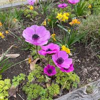 アネモネの画像