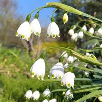 スノーフレーク,スズランスイセン,鈴蘭水仙の画像