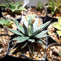 アガベ　笹の雪,観葉植物,グリーンインテリア,成長記録,グリーンのある暮らしの画像