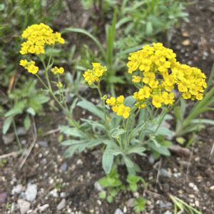 宿根アリッサム　サミット,ナチュラルガーデン,春の庭の画像