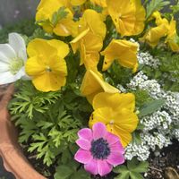 アネモネ,ビオラ,鉢植え,球根,開花の画像