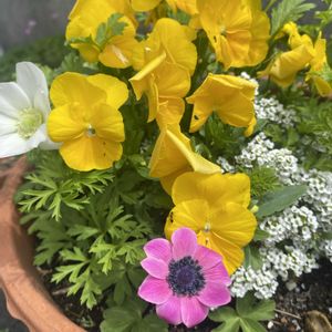 アネモネ,ビオラ,鉢植え,球根,開花の画像