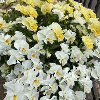 パンジー,フリル咲き小輪パンジー ペルクレア,花日和の画像