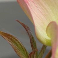 ハナミズキ,ピンク,大好きな花,風の中,ヒカリの画像