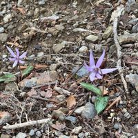 カタクリの画像