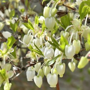 ガーデニング,ウッドデッキ,ドウダンツツジ✨,寄せ植え大好き,お迎え多肉の画像